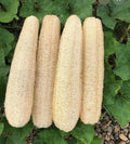 Loofah Sponge