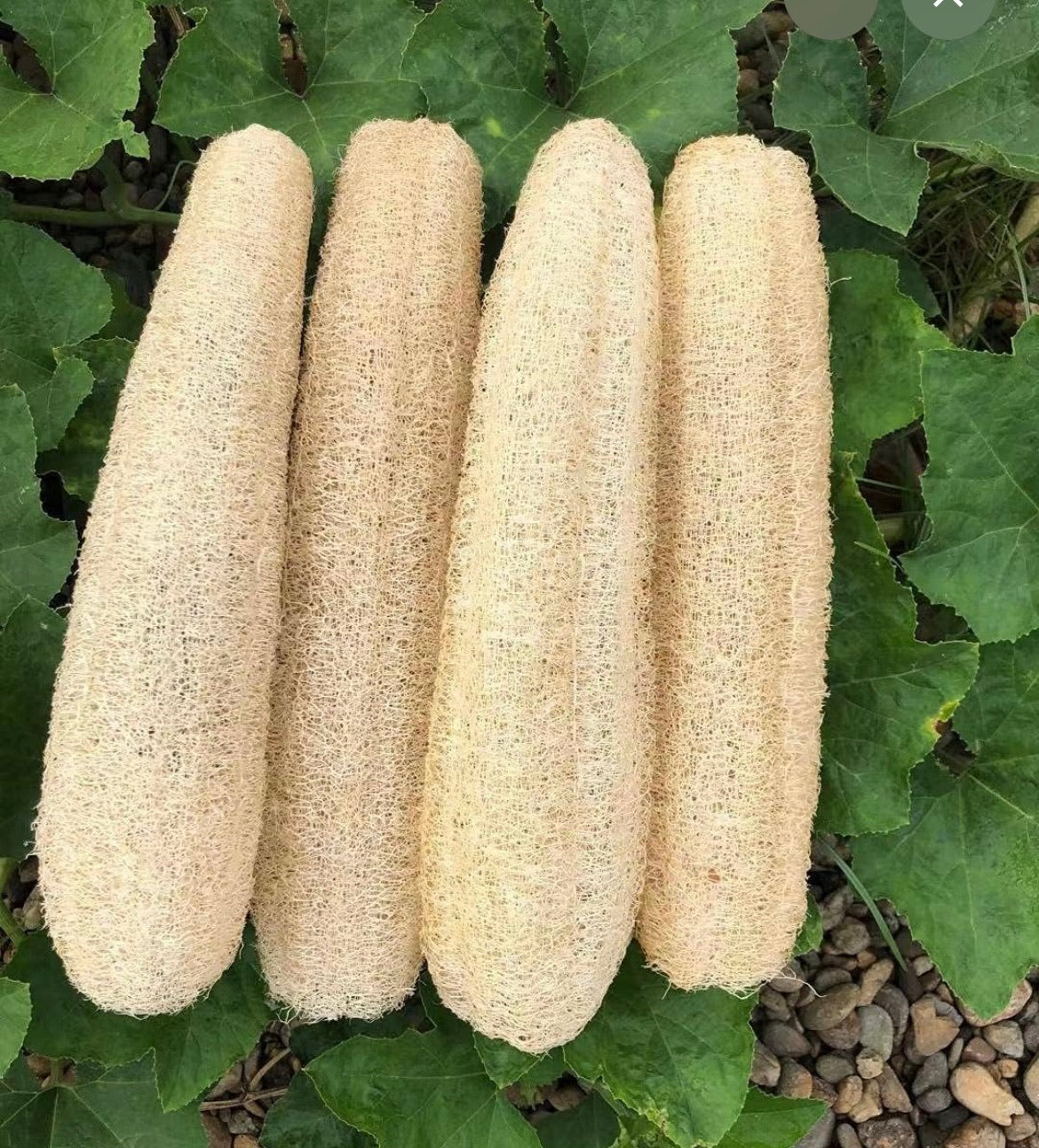 Loofah Sponge